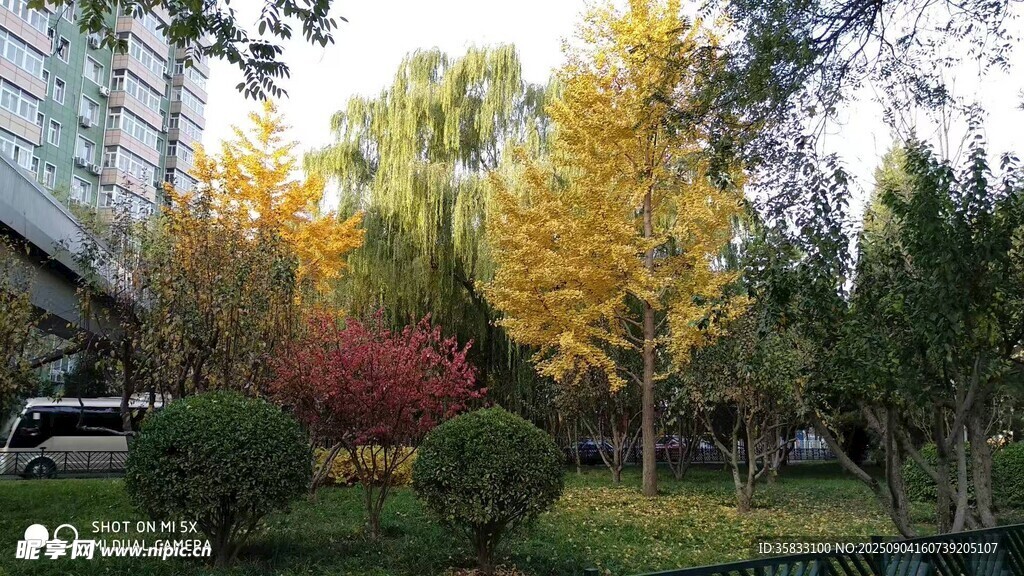 秋日多彩樹林景觀