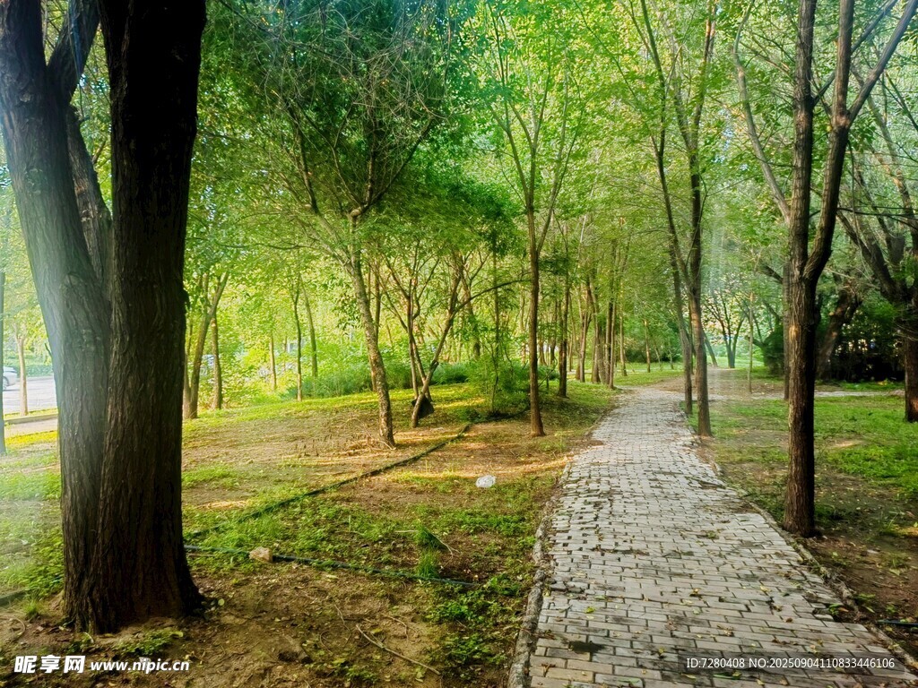 林間小徑綠意盎然的風景