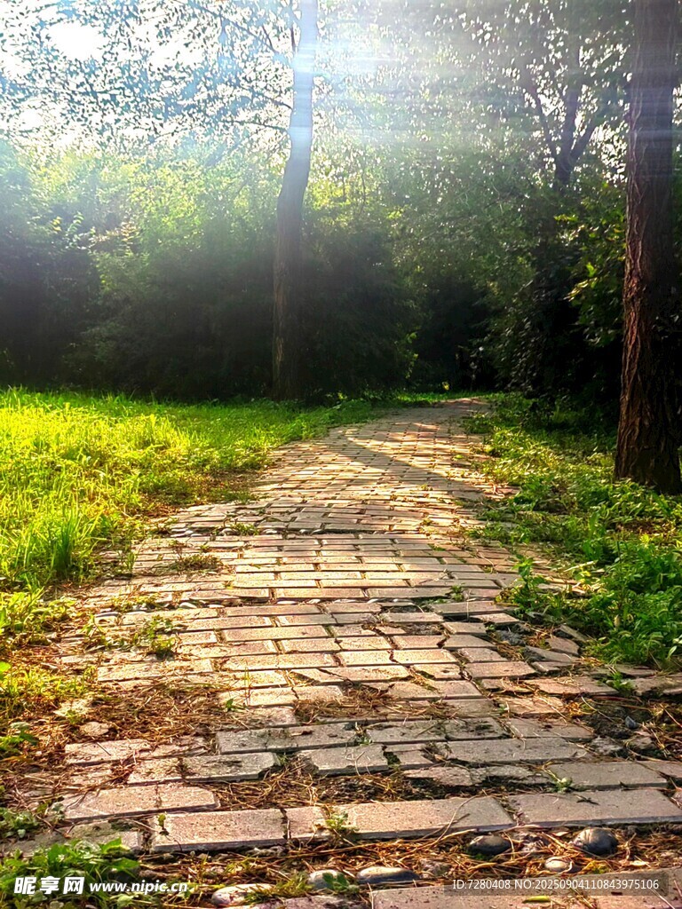 林間石徑沐浴晨光