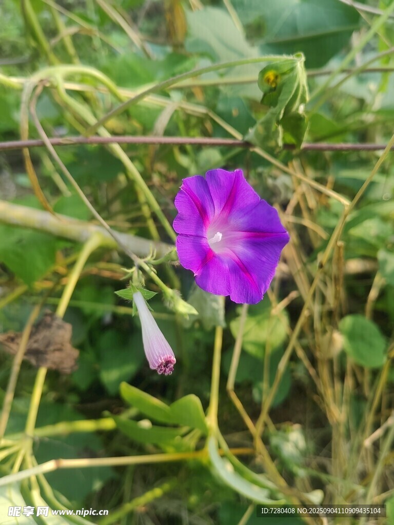 紫色牽牛花綻放于草叢