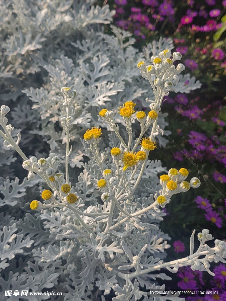 銀葉菊與小黃花的景致
