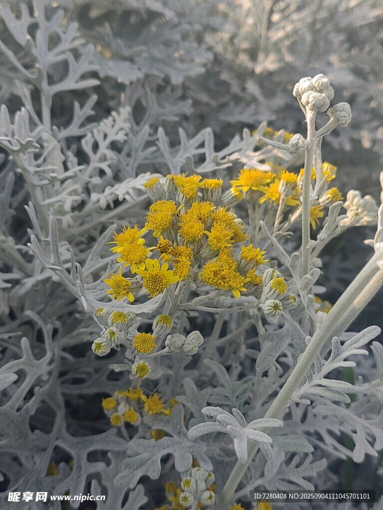 銀葉叢中的黃色小花