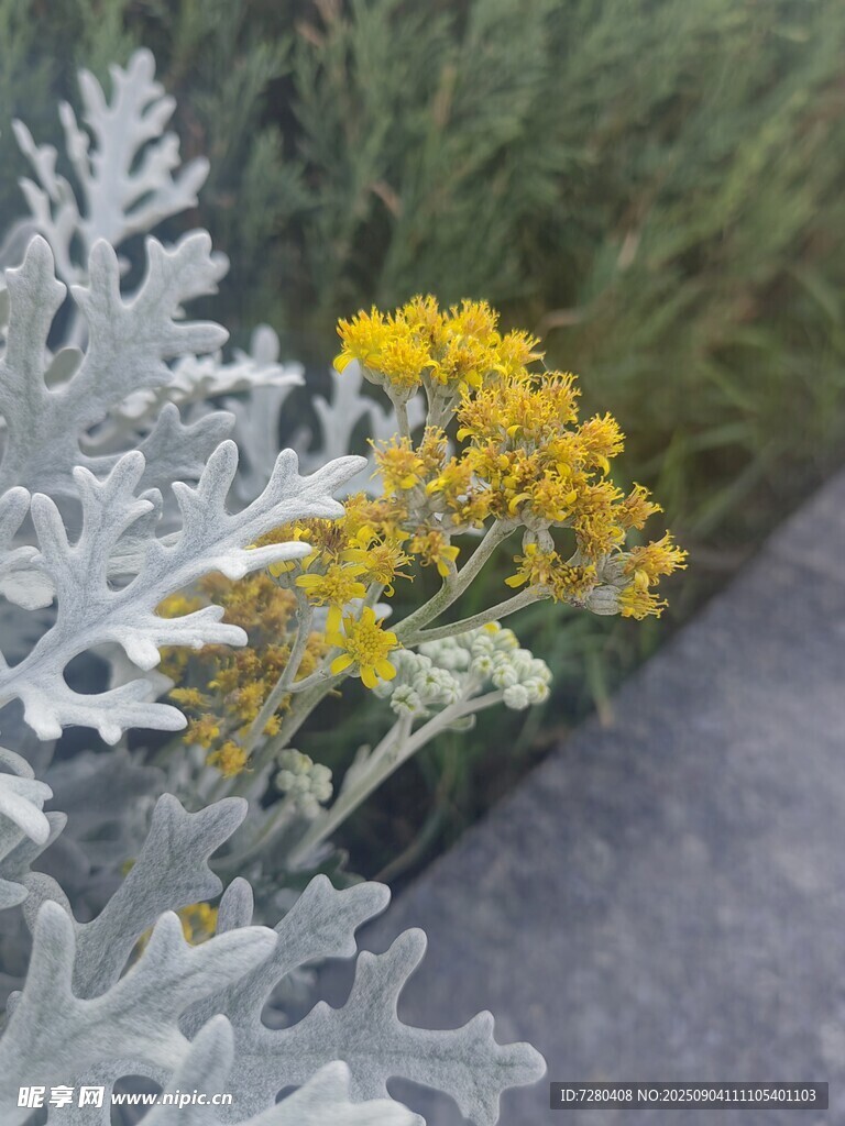 銀葉菊旁的黃色小花