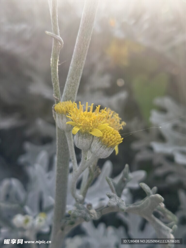 陽光下的黃色絨花