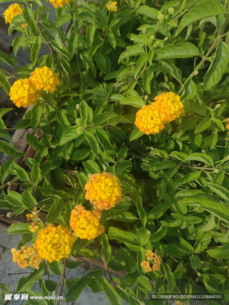 黃色小花綻放綠葉間