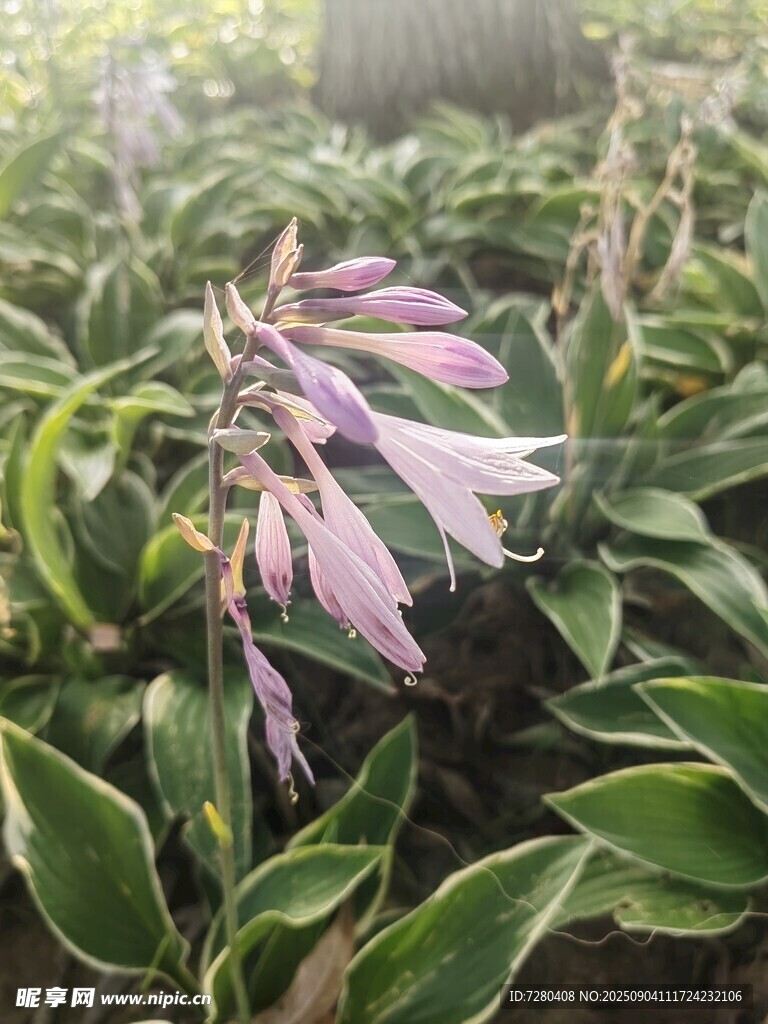 粉花綠葉植物特寫