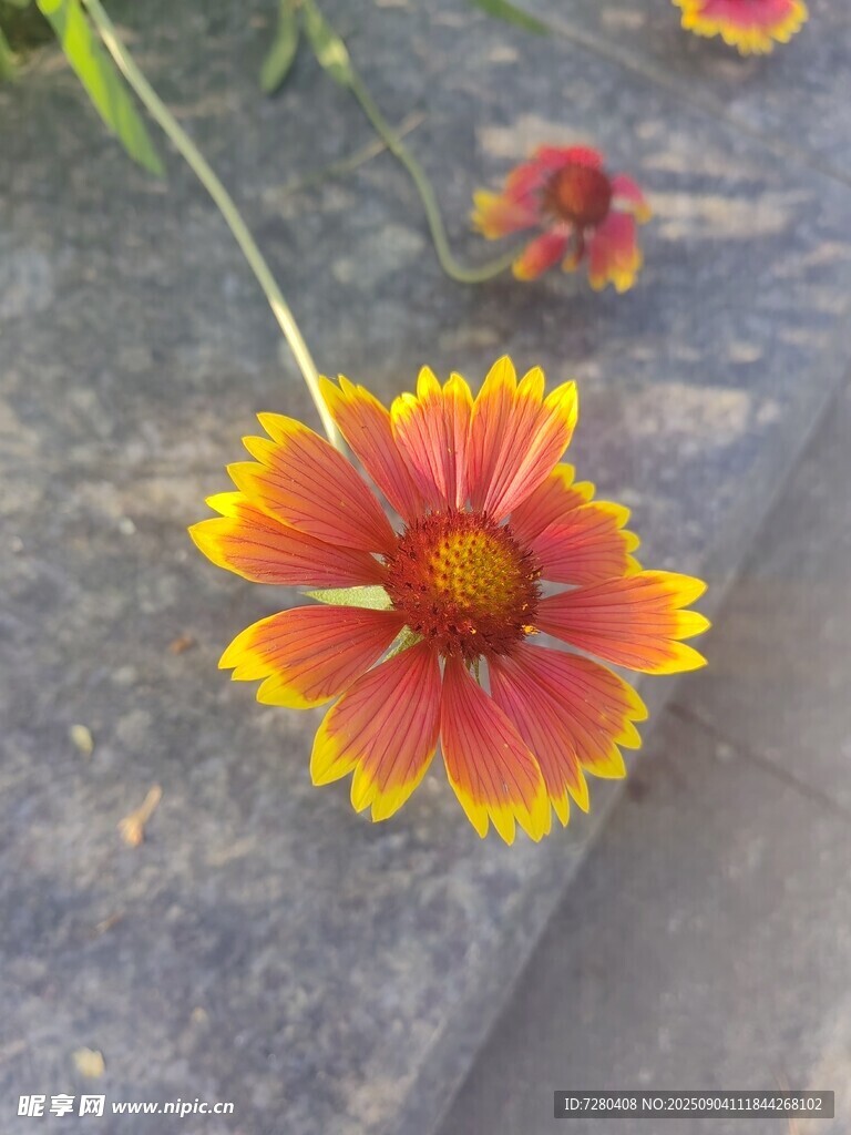 艷麗雙色花朵特寫