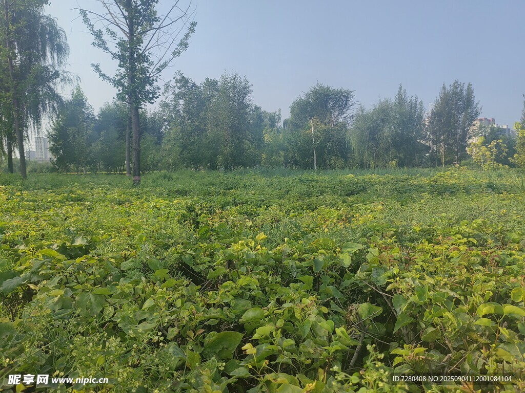 綠意盎然的野外植物景觀(guān)