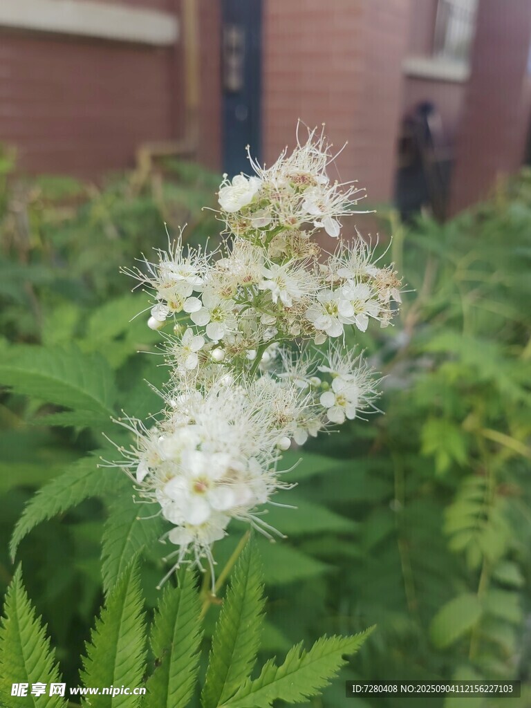 白色絨花植物特寫