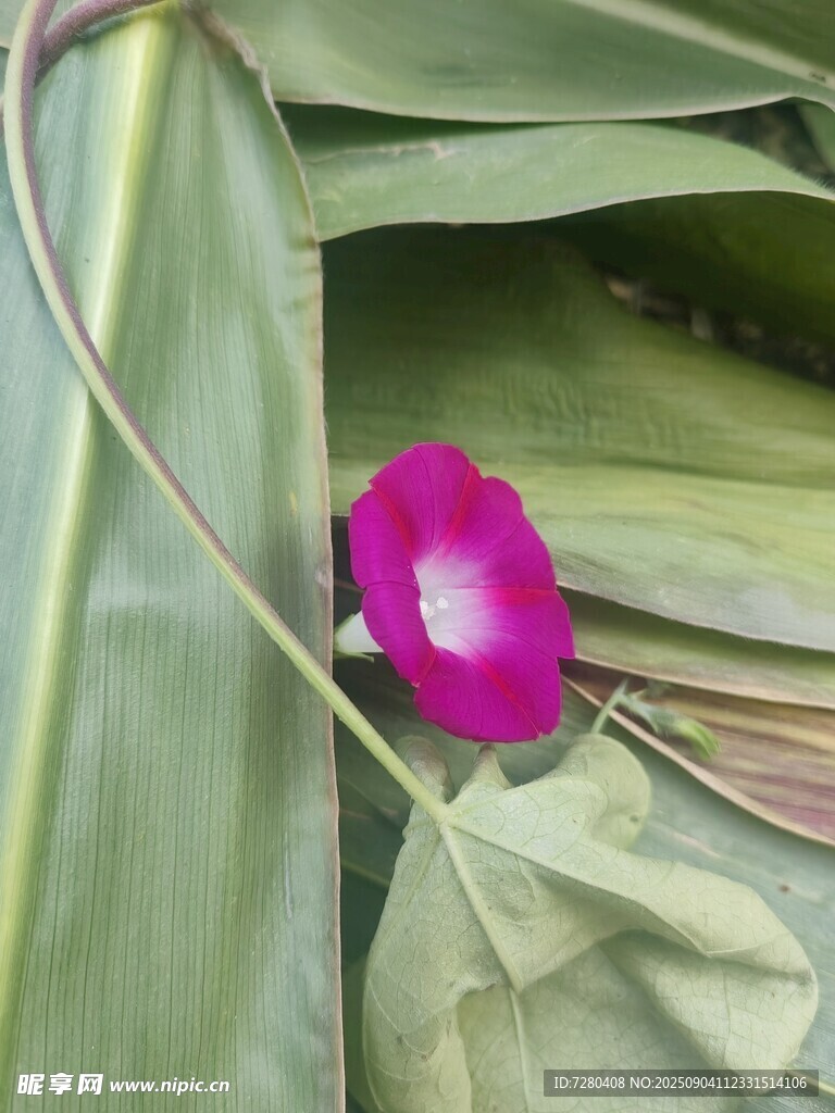綠葉間的嬌艷牽牛花