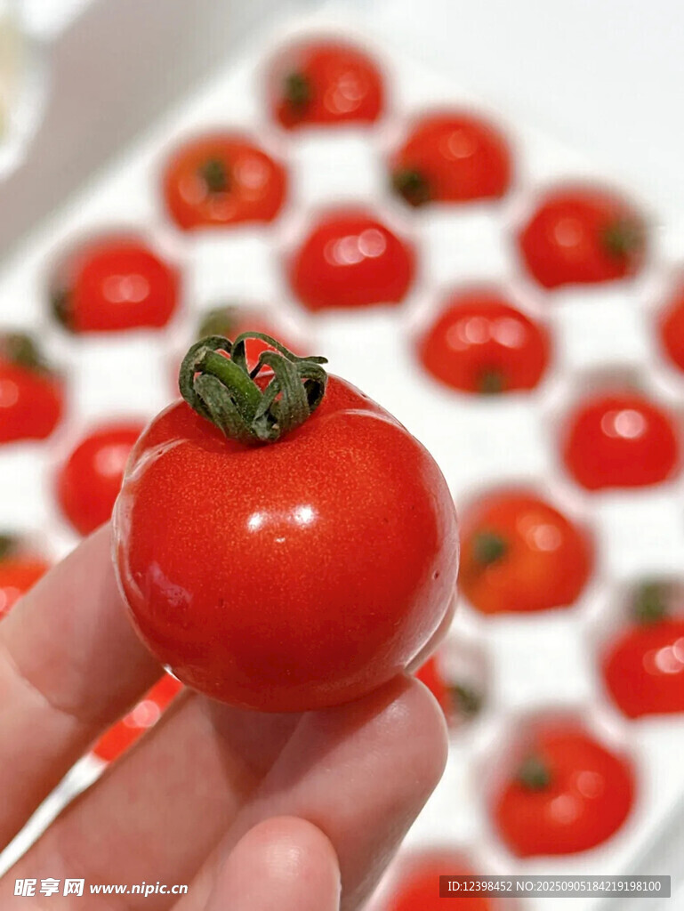 手捧鮮紅小番茄