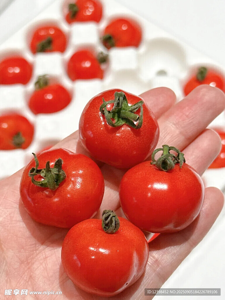 手捧新鮮小番茄
