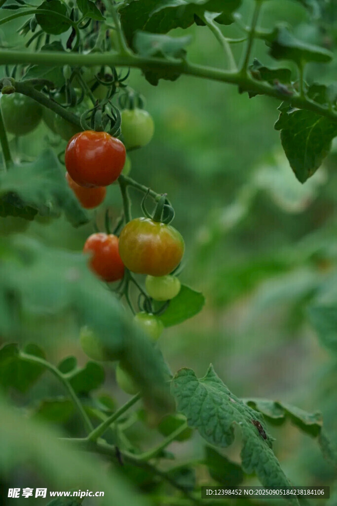 枝頭鮮嫩多彩小番茄