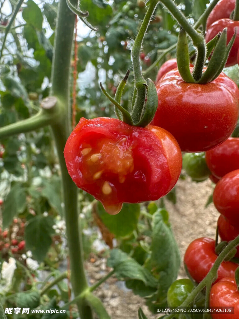 枝頭飽滿開裂的新鮮番茄