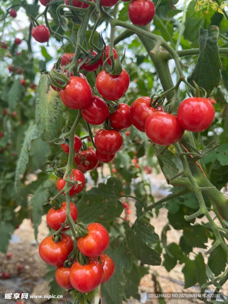 掛滿枝頭的成熟紅番茄