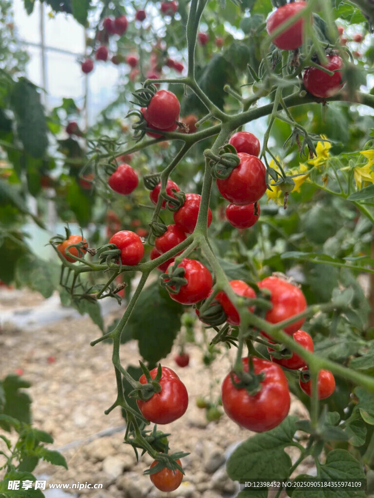 掛滿枝頭的成熟紅番茄