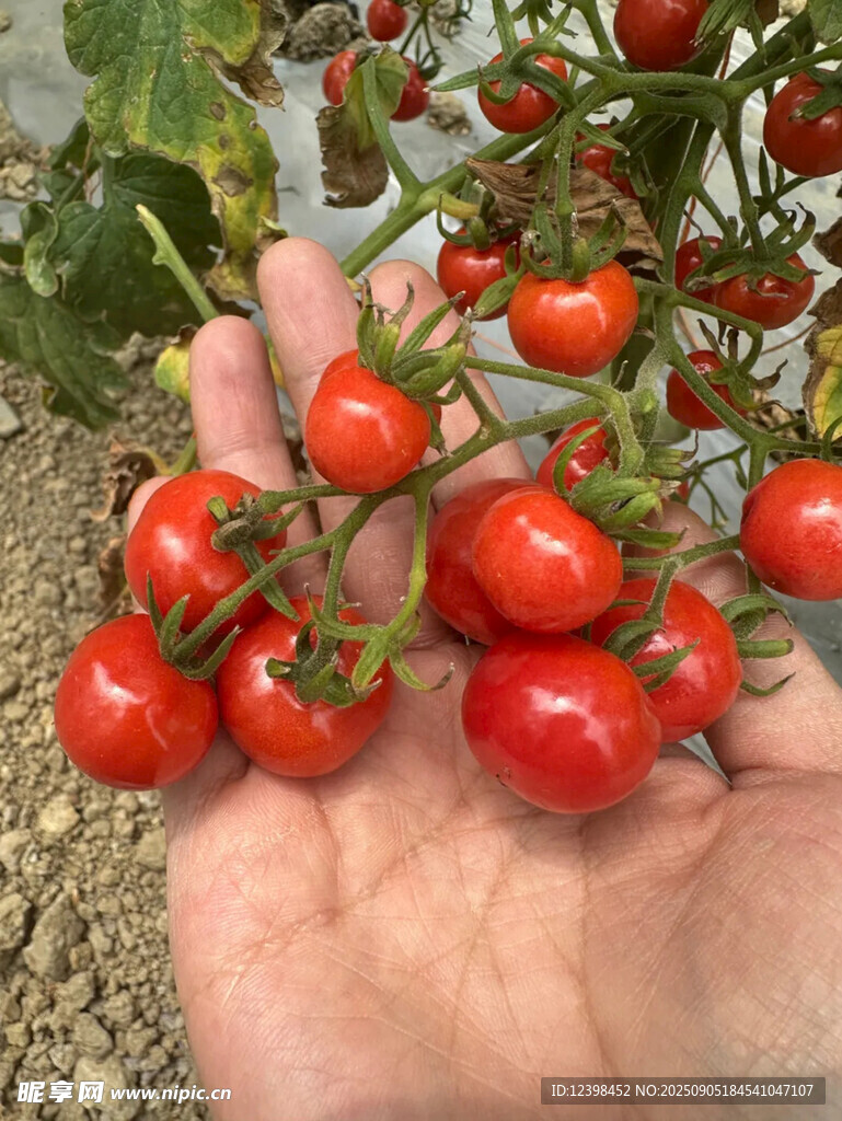 手捧新鮮櫻桃番茄