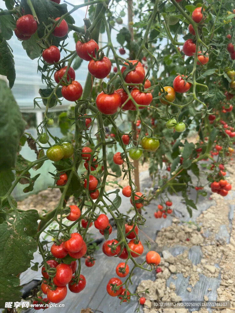 溫室中成熟的紅番茄