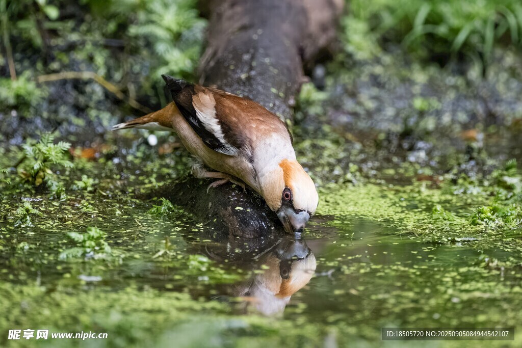 水鳥低頭飲水瞬間