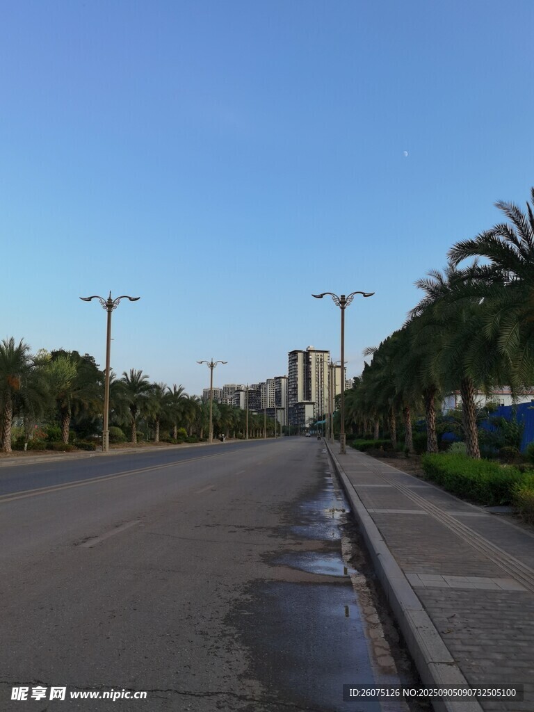 空曠道路旁的棕櫚樹景觀
