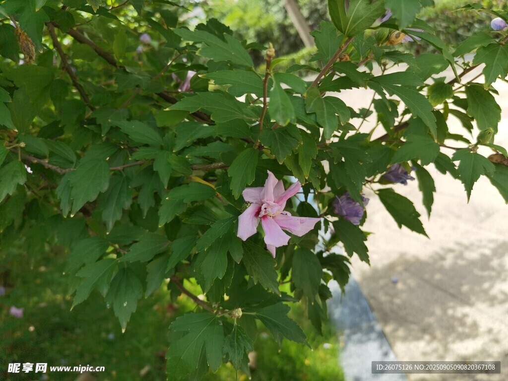 綠葉間綻放的嬌艷粉花