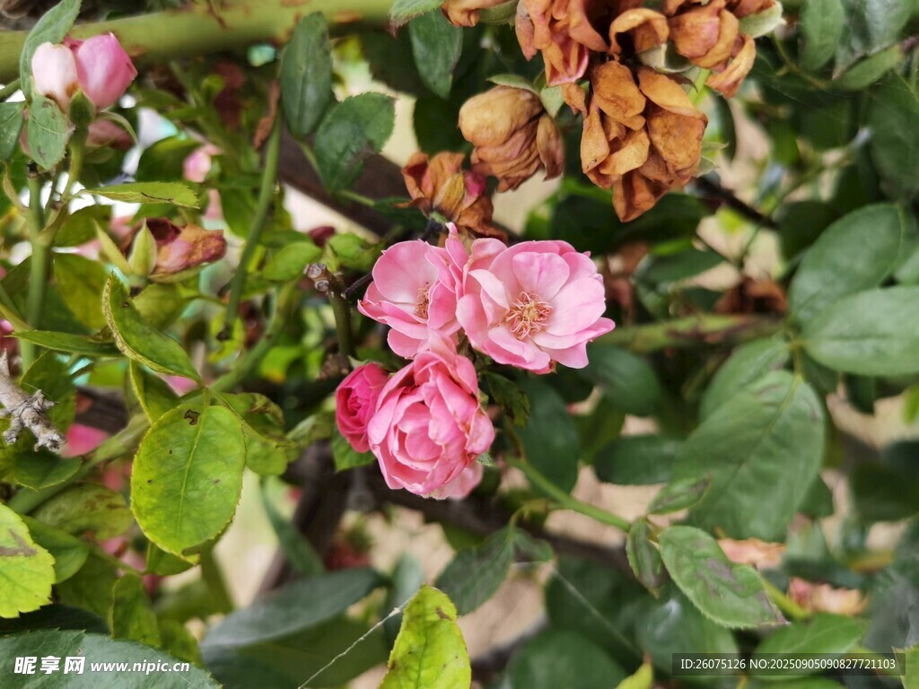 嬌艷綻放的粉色薔薇花