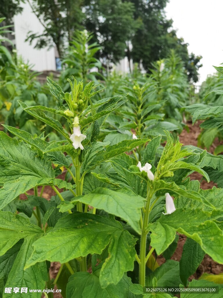 綠意盎然的芝麻植株生長景象