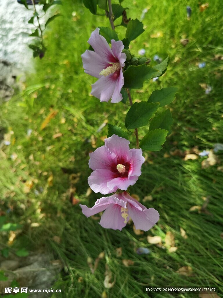 綻放的紫色蜀葵花