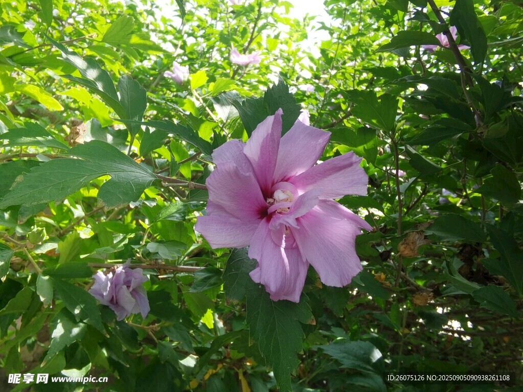 嬌艷木槿花綻放綠葉間
