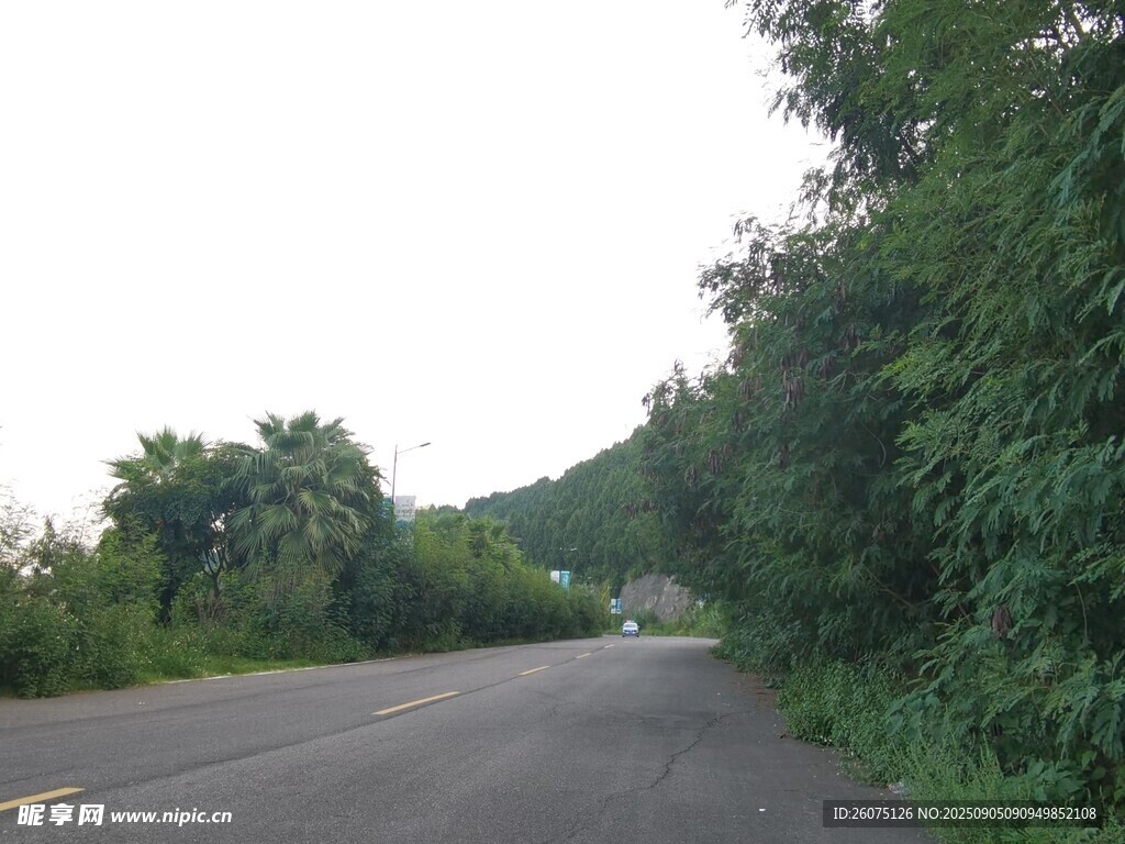 林間公路靜謐自然之景