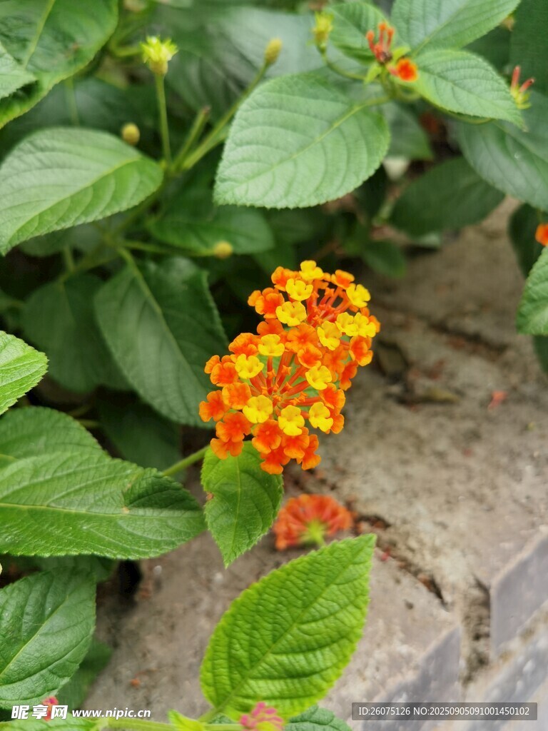 橙色小花綻放綠葉間