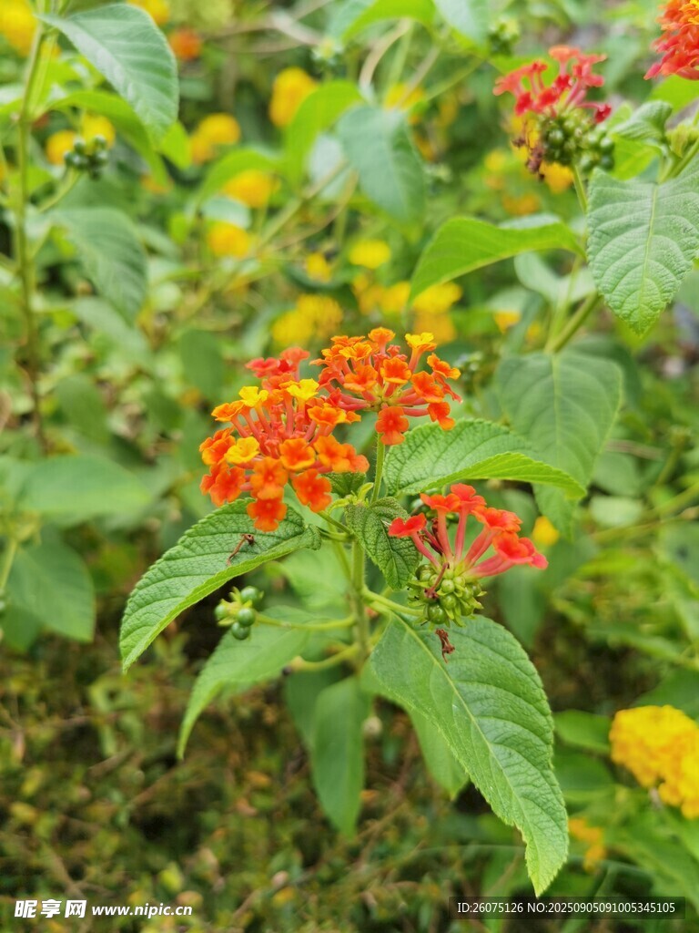 多彩花卉綻放綠意間