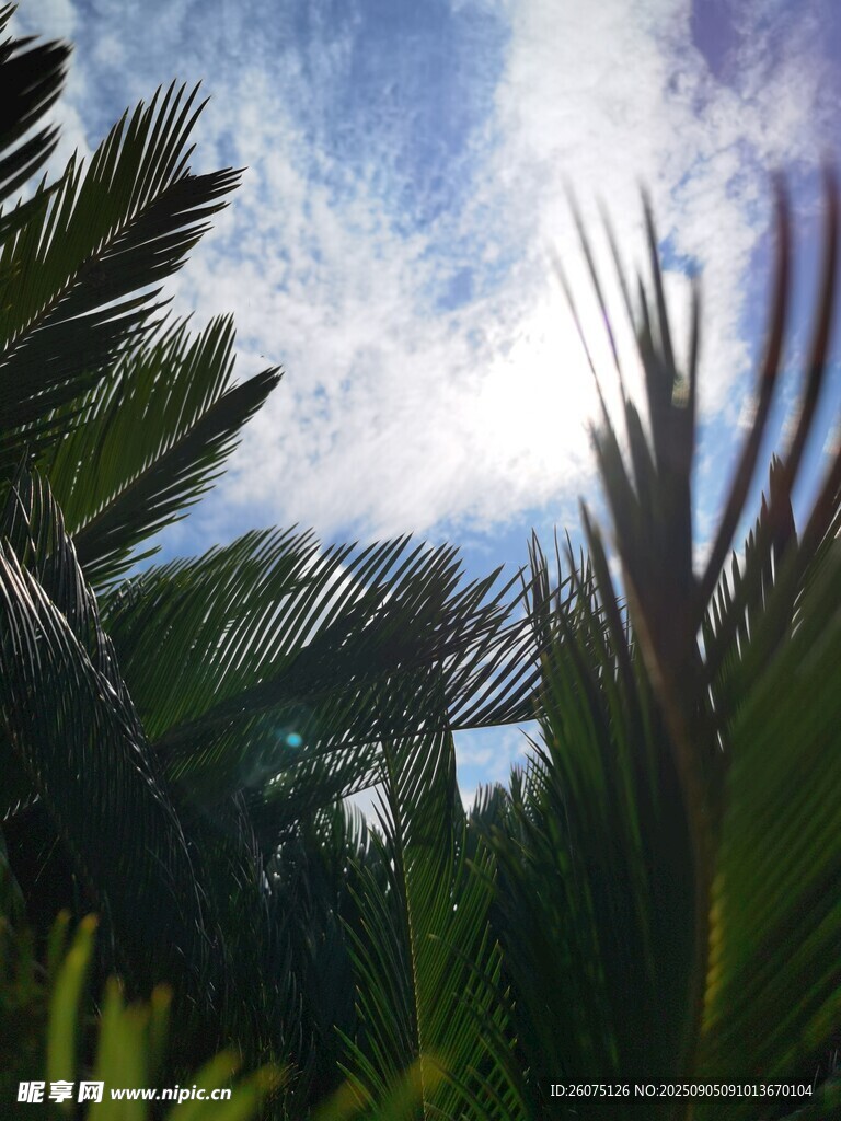 透過枝葉望藍天