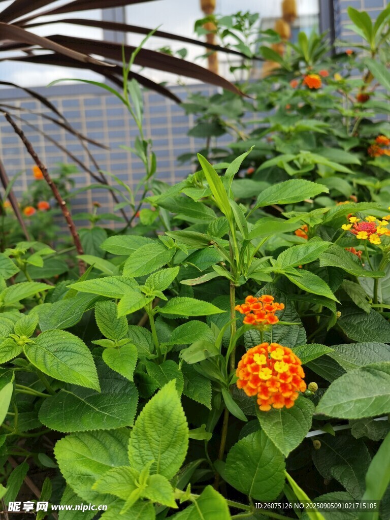 綠葉間的橙色小花綻放