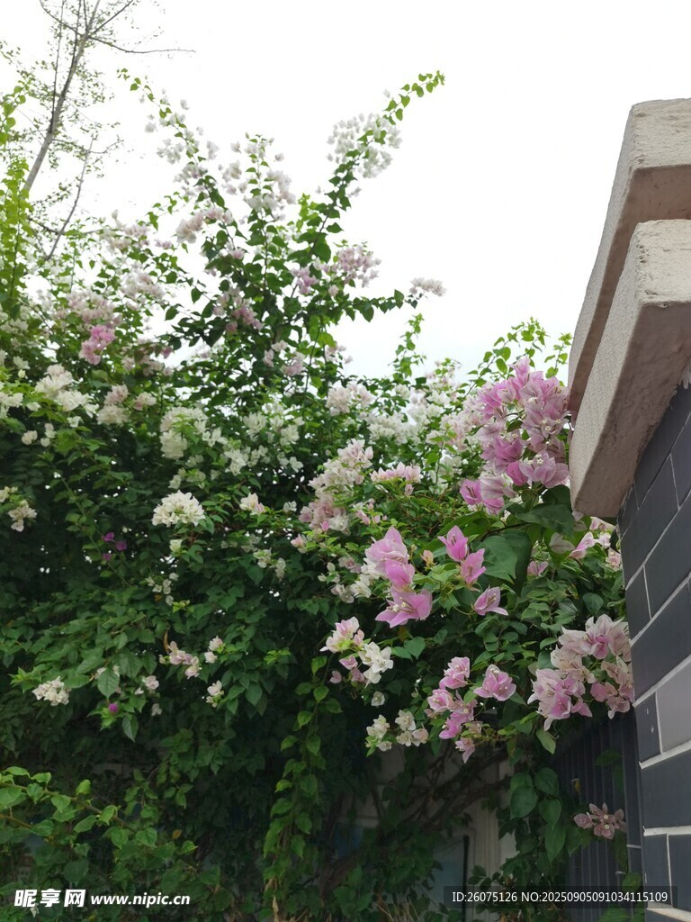 墻邊繁茂盛開的粉色花卉