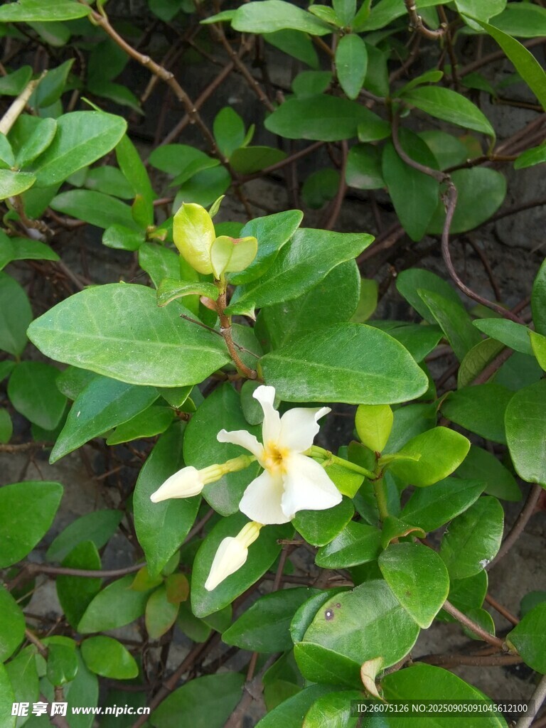 綠葉叢中的白色小花