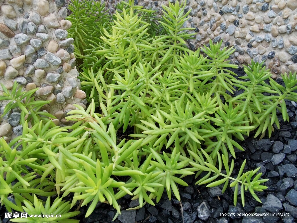翠綠植物與碎石景觀組合