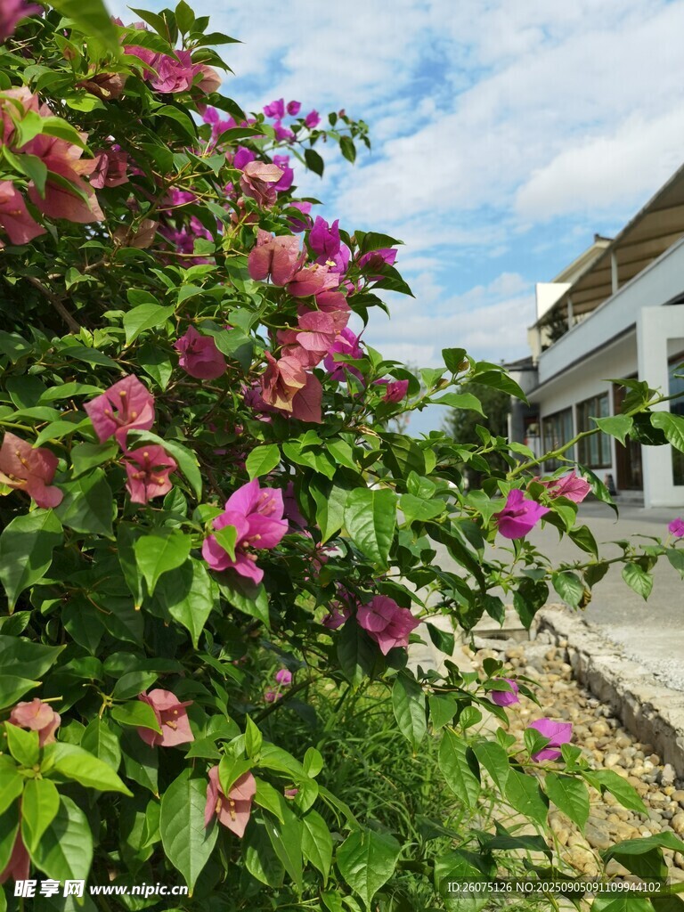 繁花簇?fù)淼那逍陆ㄖ坝^