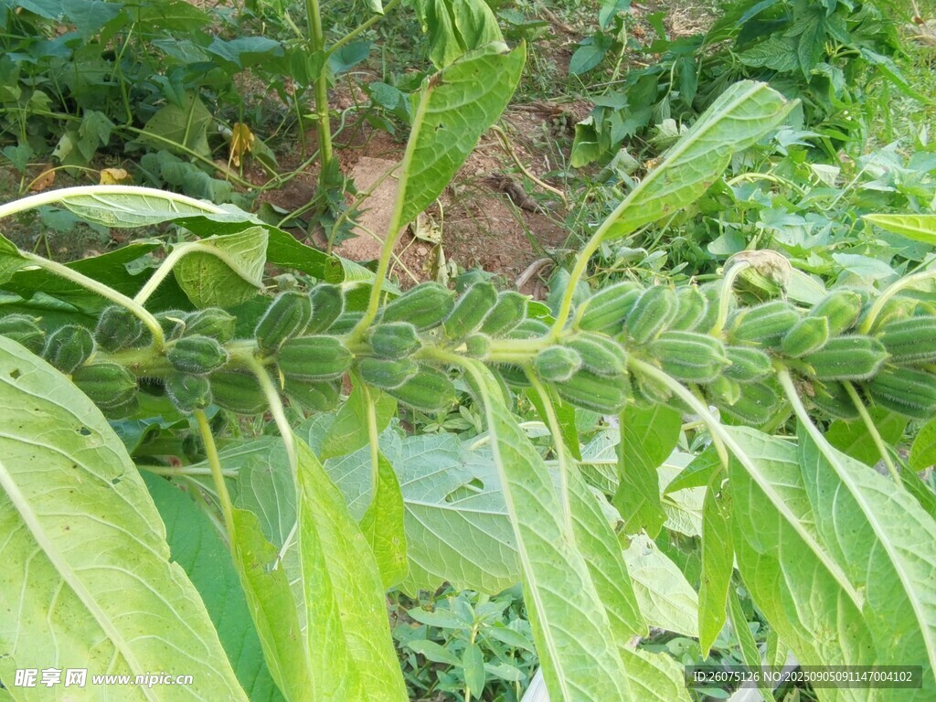 倒地的芝麻植株
