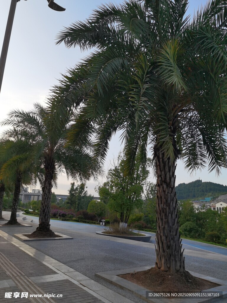 路邊成排的高大棕櫚樹(shù)