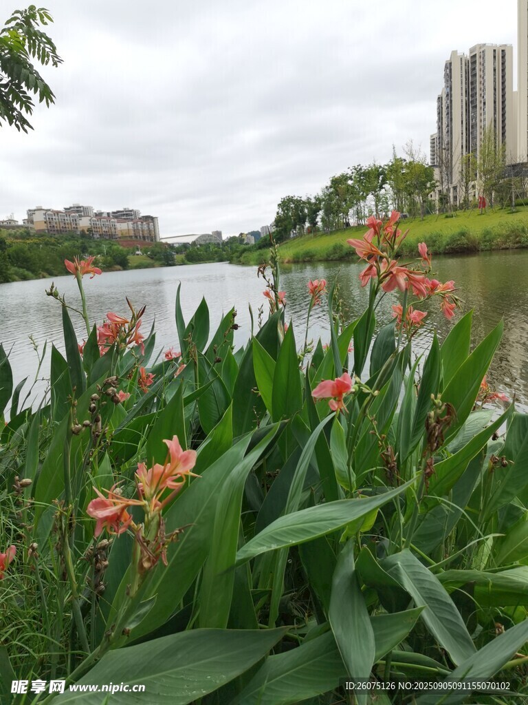 湖畔綠植繁花與城市建筑
