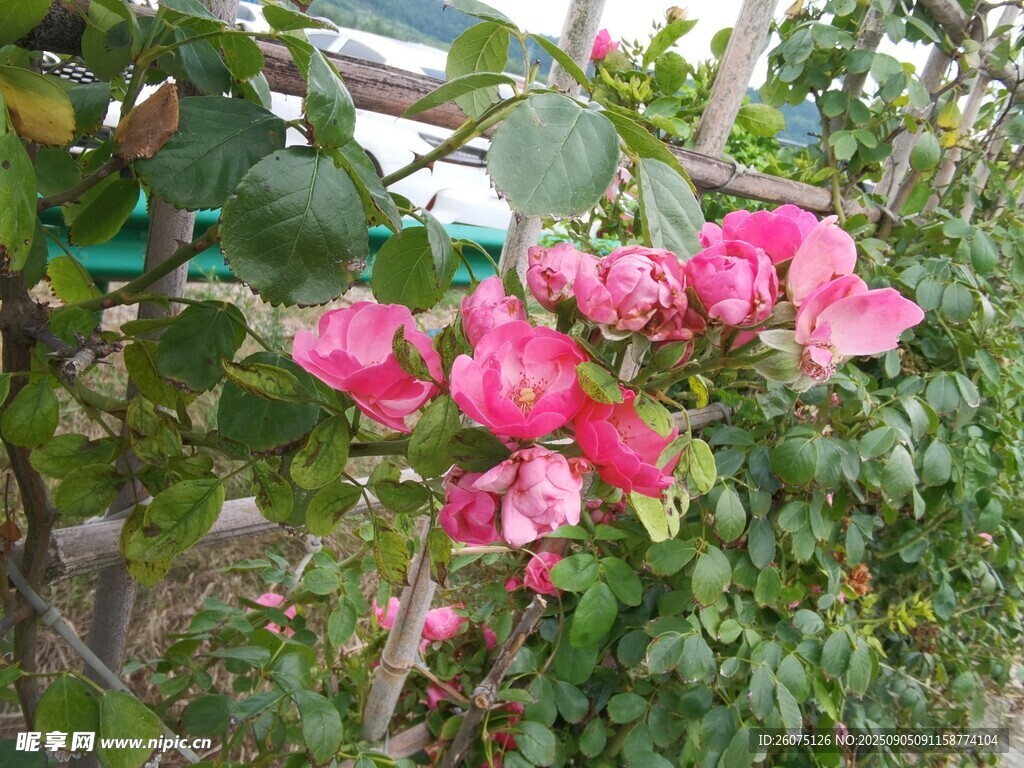 嬌艷薔薇綻放枝頭