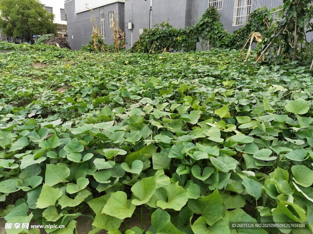 綠葉繁茂的農(nóng)田景象