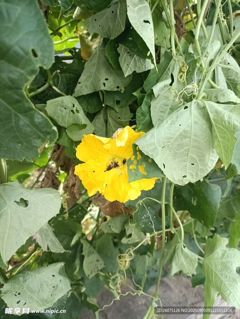 綠葉間的明艷黃色南瓜花