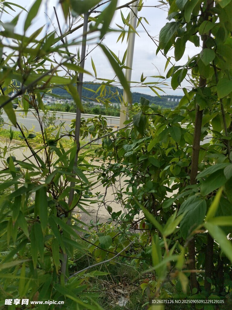 透過綠植望戶外景色