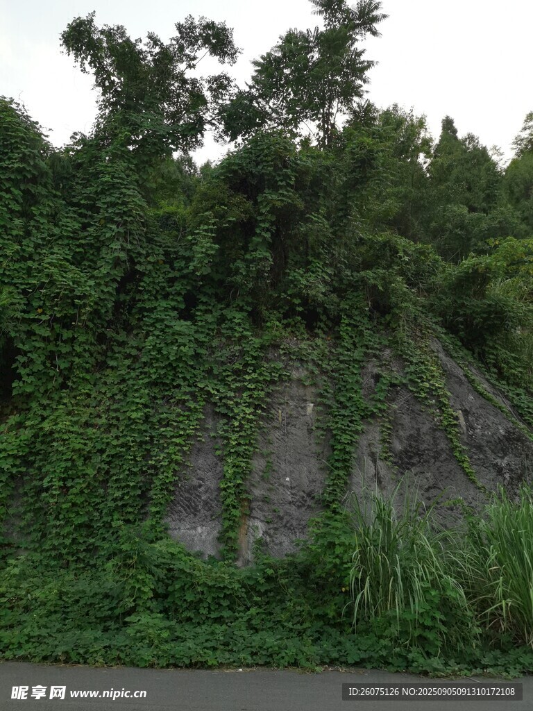 長(zhǎng)滿綠植的石坡景觀