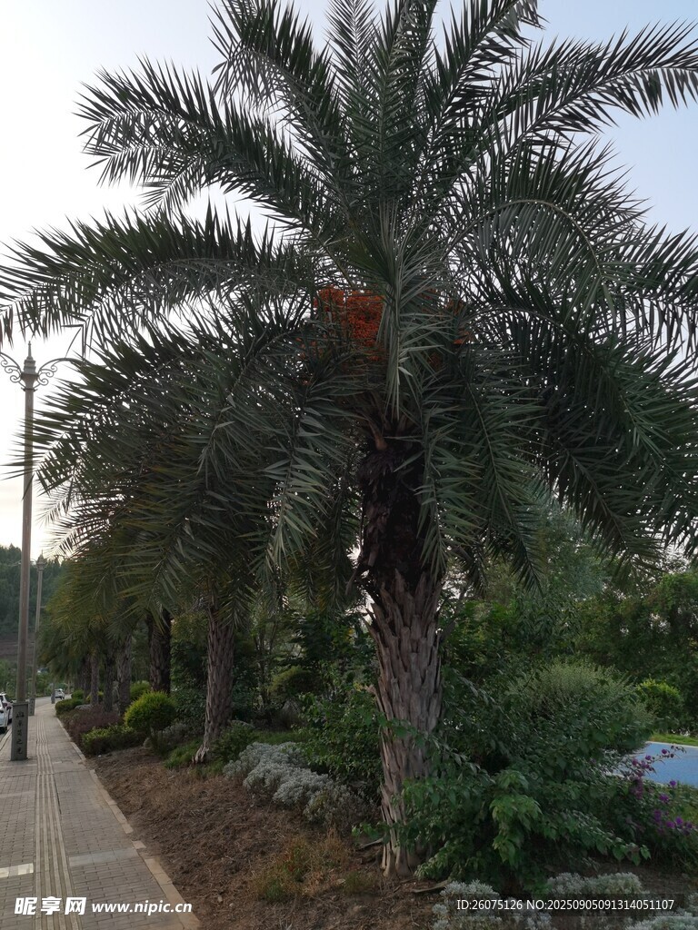 路邊的高大棕櫚樹景觀