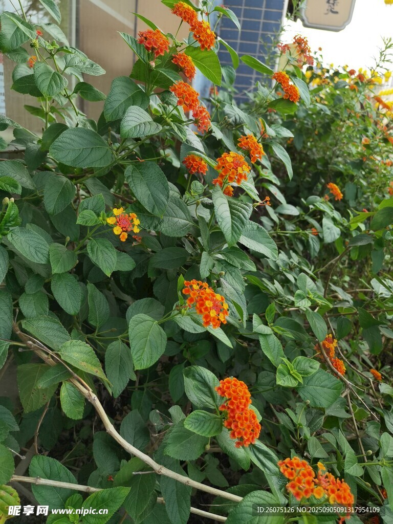 橙花綠葉裝點(diǎn)的美麗景致