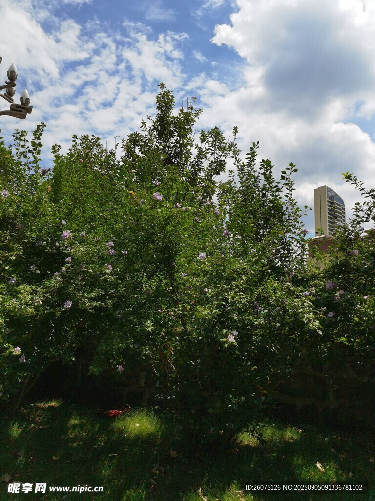 夏日蔥郁樹林與藍(lán)天白云