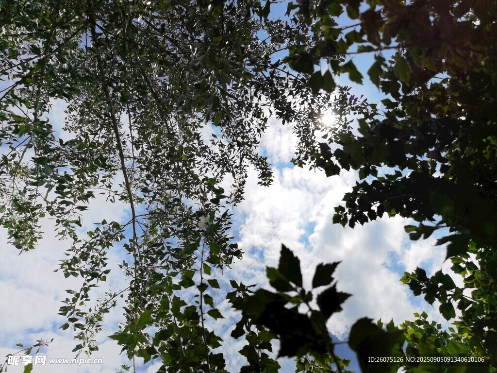 仰視枝葉間的天空